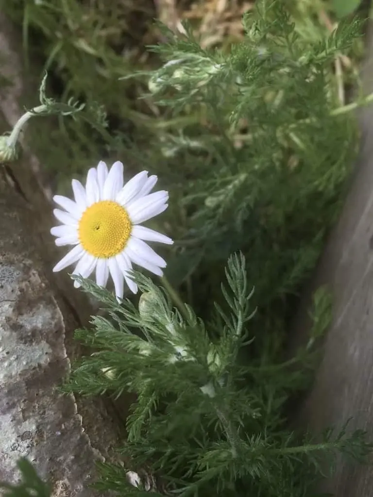 Chamomile