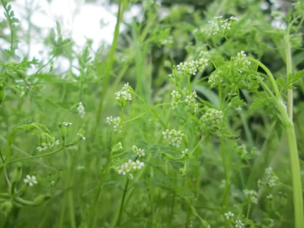 Chervil