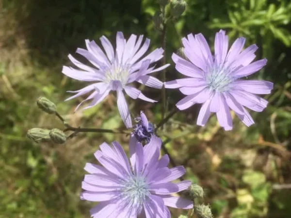Chicory