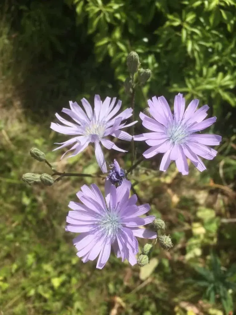 Chicory