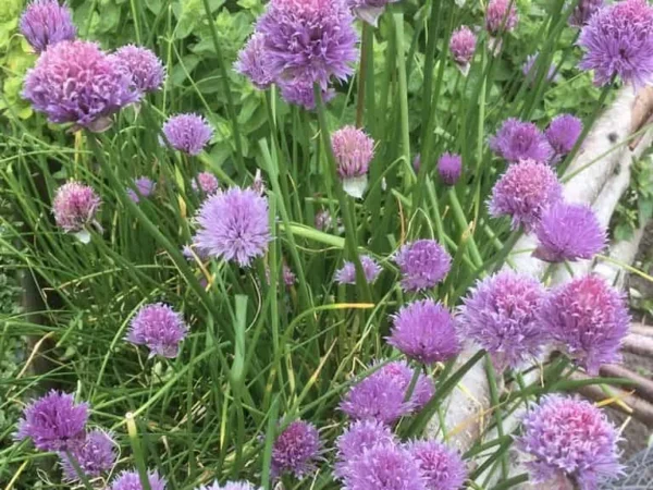Chives