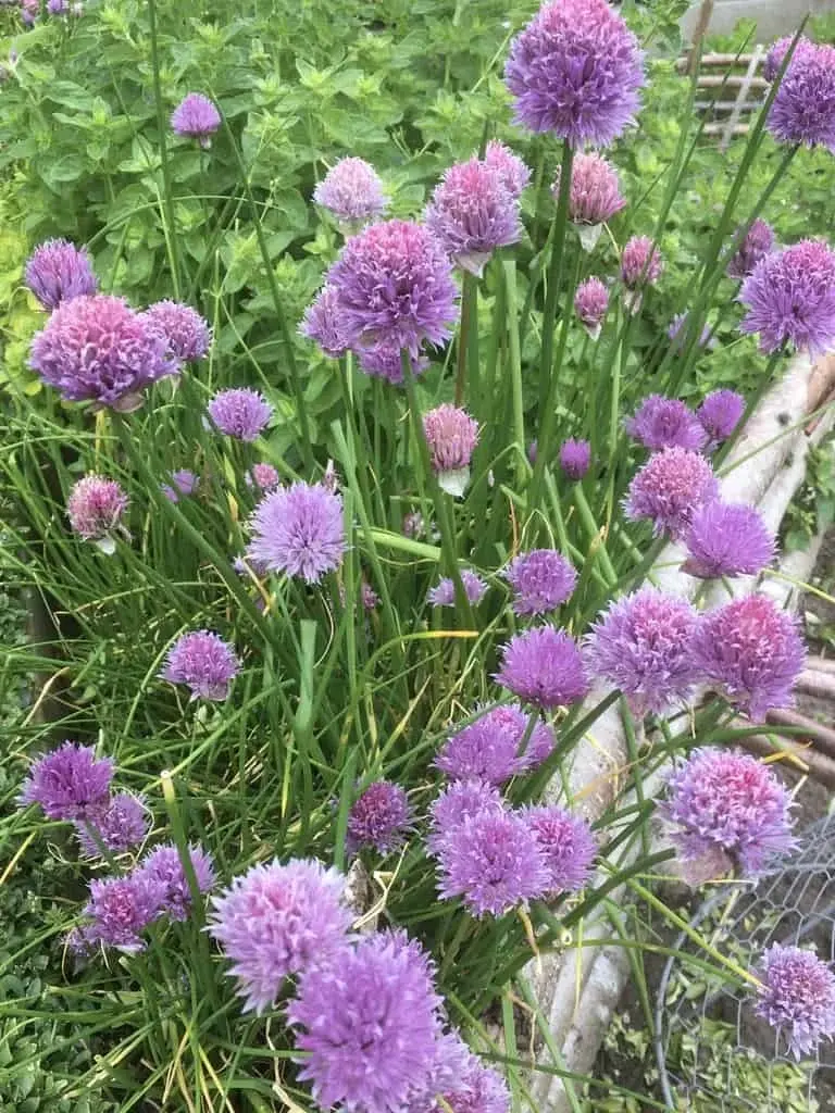 Chives