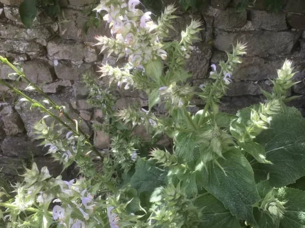 Clary Sage