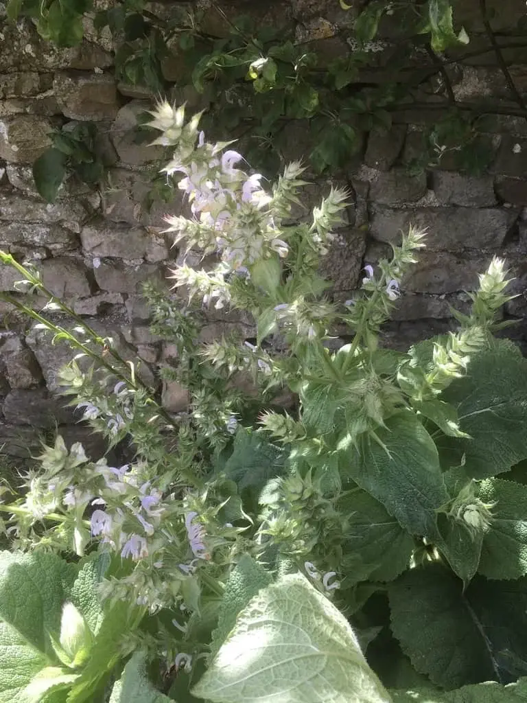 Clary Sage