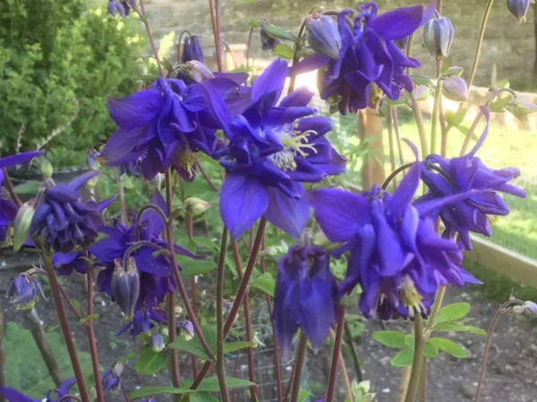 Columbine