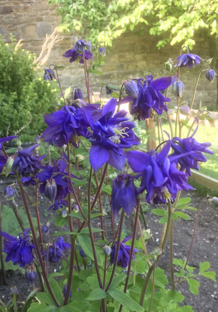 Columbine
