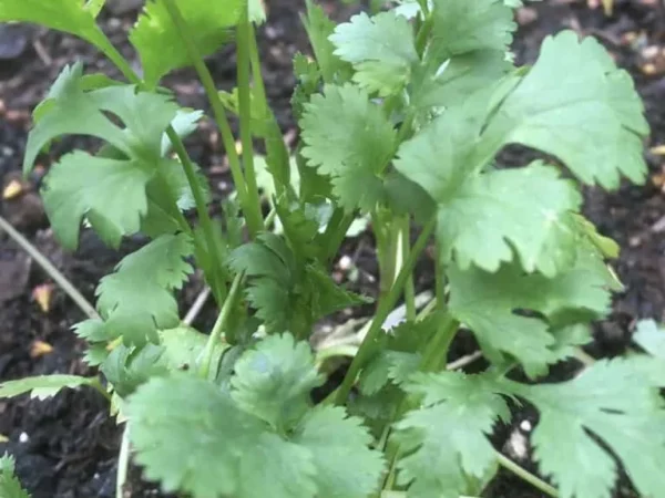 Coriander