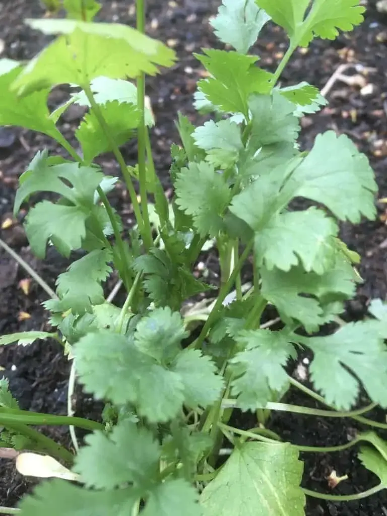 Coriander