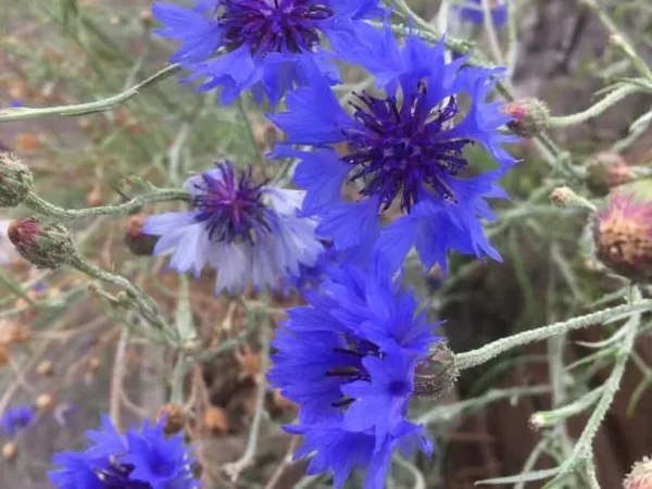 Cornflower