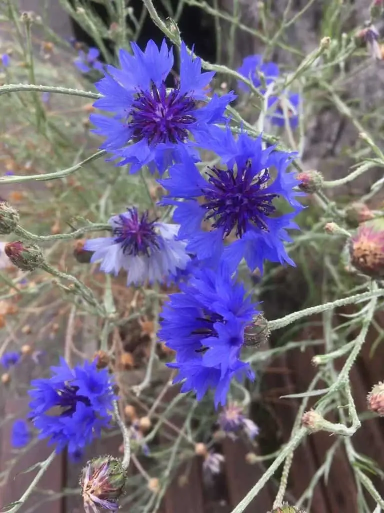 Cornflower