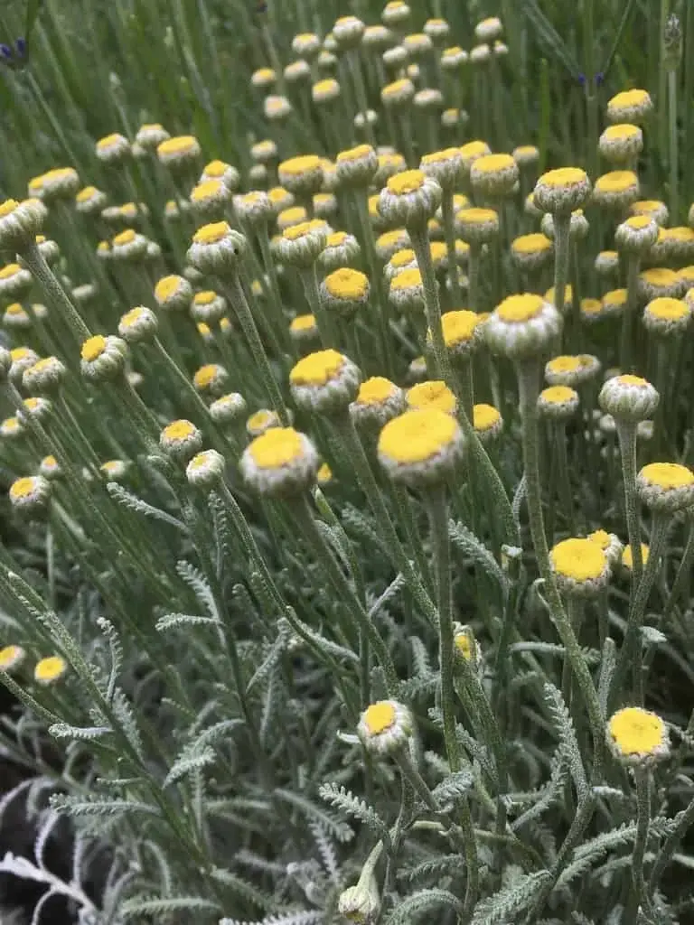 Cotton Lavender