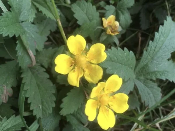 Creeping Cinquefoil