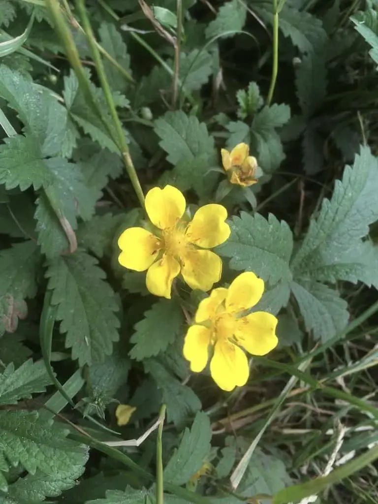 Creeping Cinquefoil