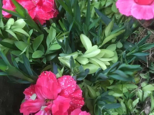 Dianthus