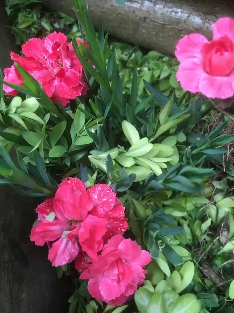 Dianthus