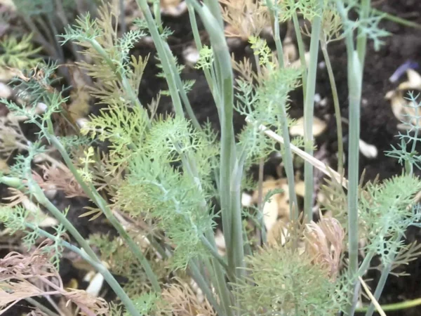 Dill