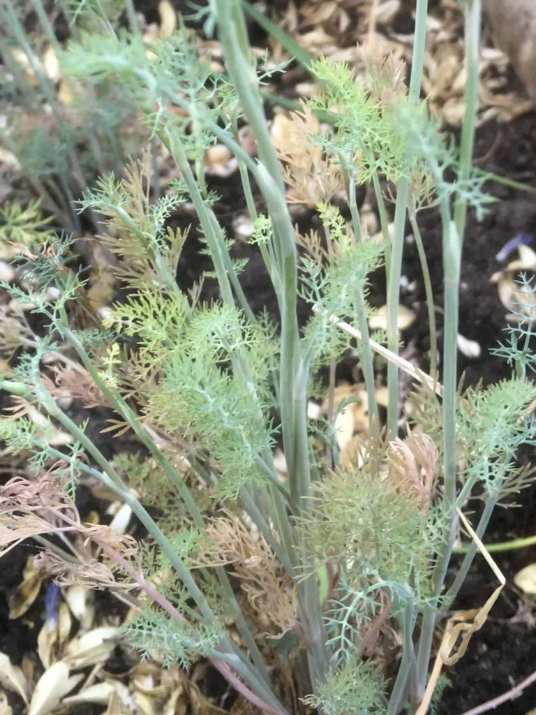 Dill