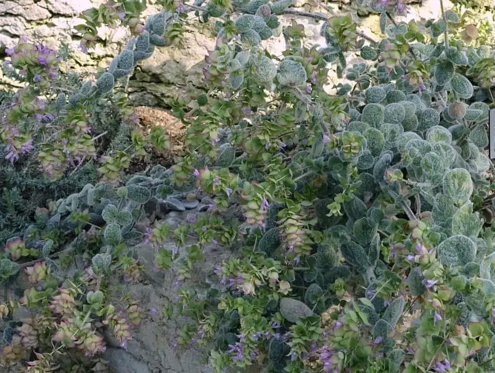 Dittany of Crete
