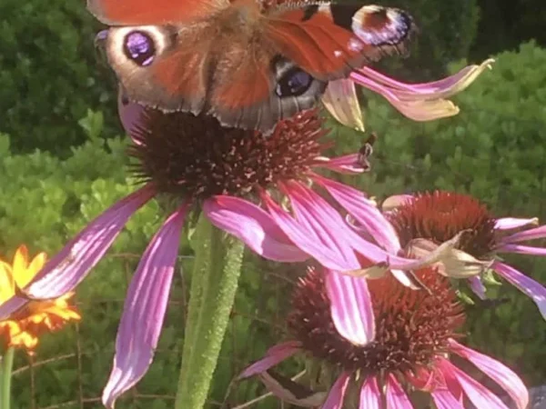 Echinacea
