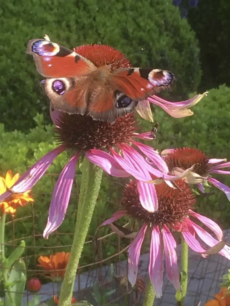 Echinacea
