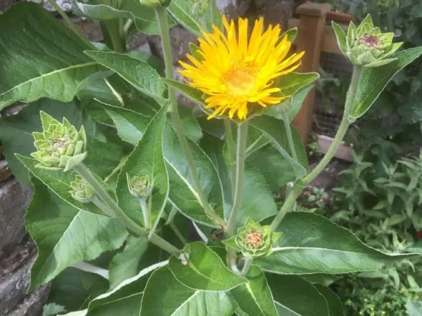 Elecampane