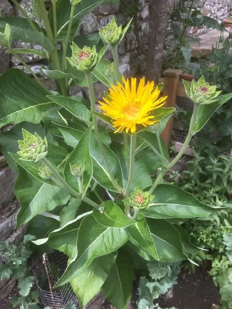 Elecampane
