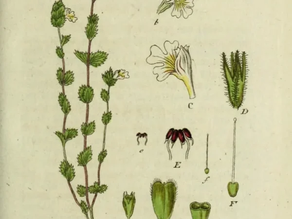 Eyebright