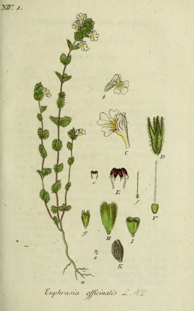 Eyebright