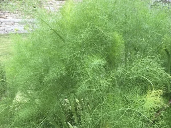 Fennel