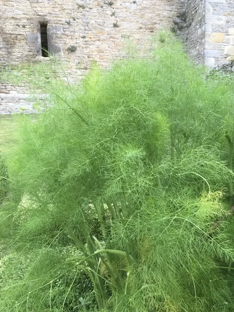 Fennel