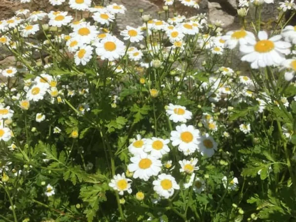 Feverfew