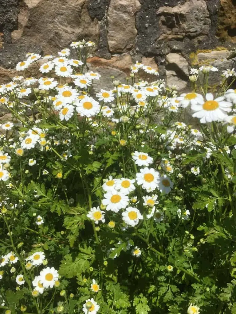 Feverfew