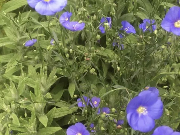 Flax
