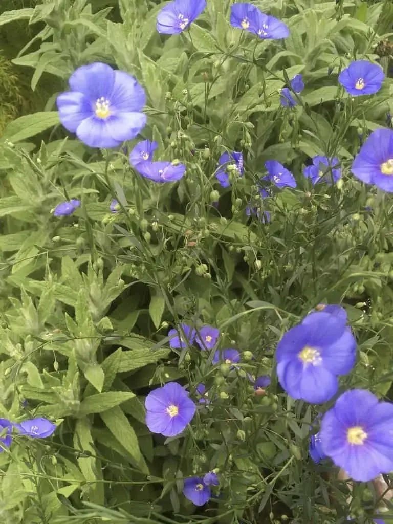 Flax