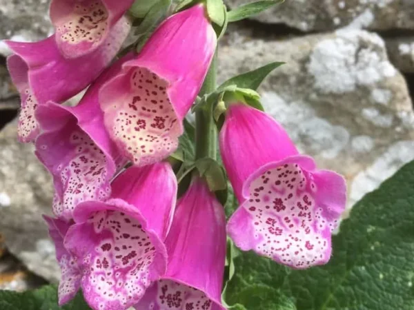 Foxglove