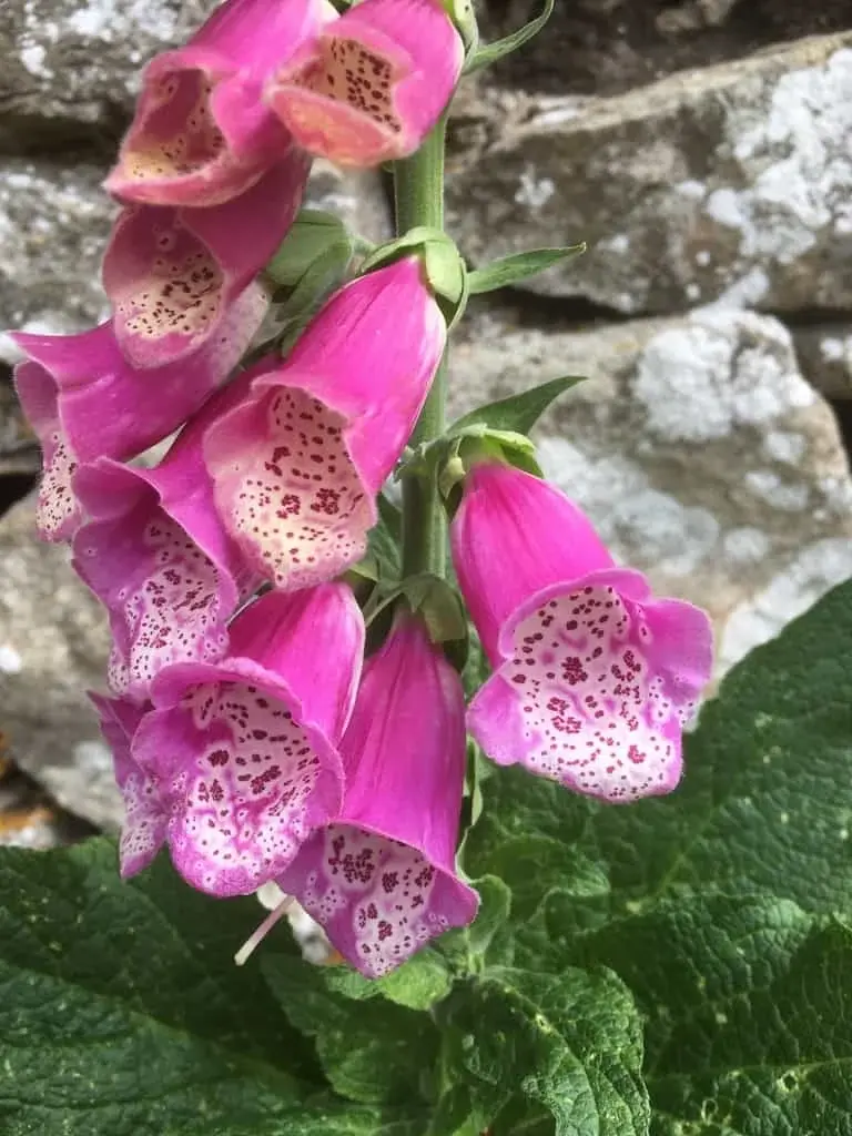 Foxglove