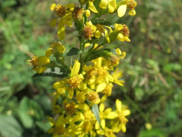 Golden Rod