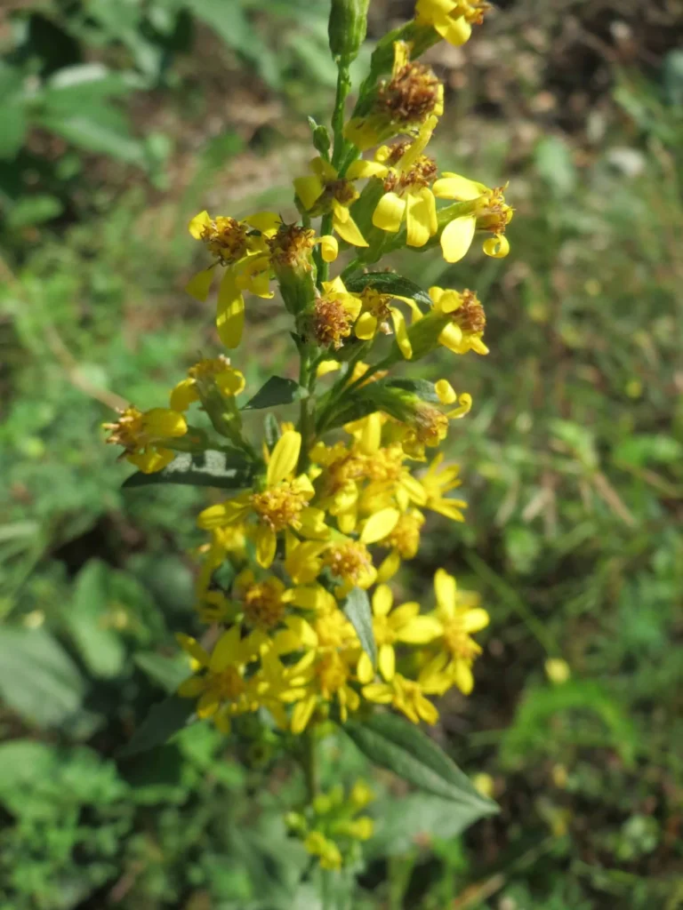 Golden Rod