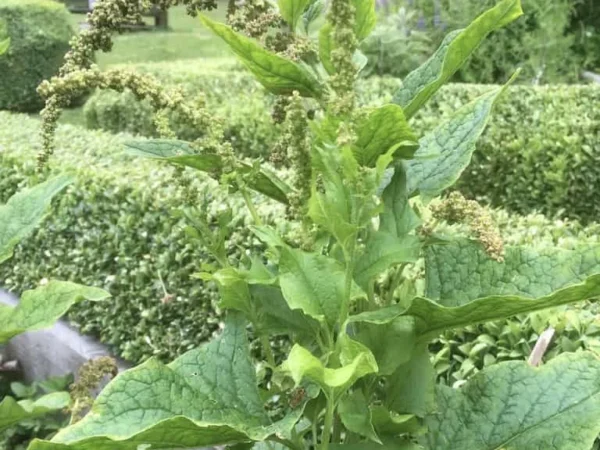 Good King Henry
