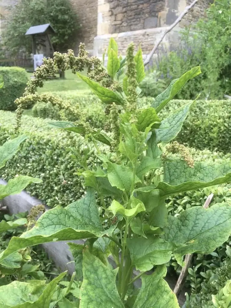 Good King Henry