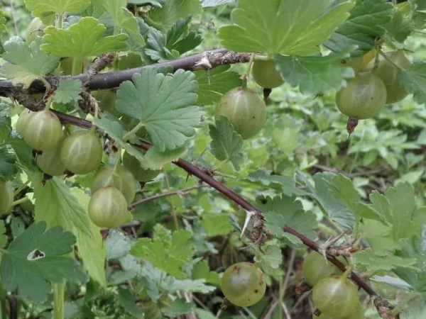 Gooseberry