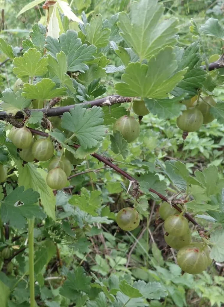 Gooseberry