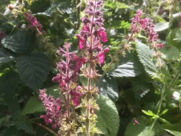 Hedge Woundwort