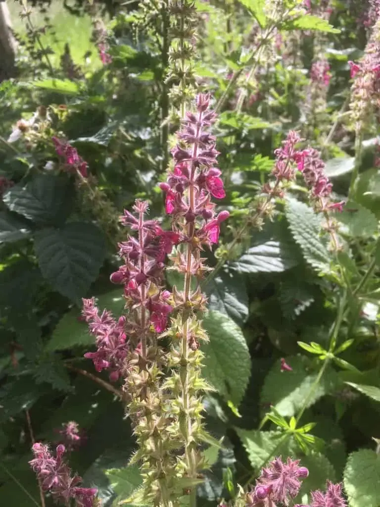 Hedge Woundwort