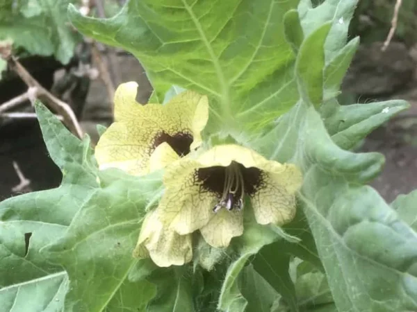Henbane