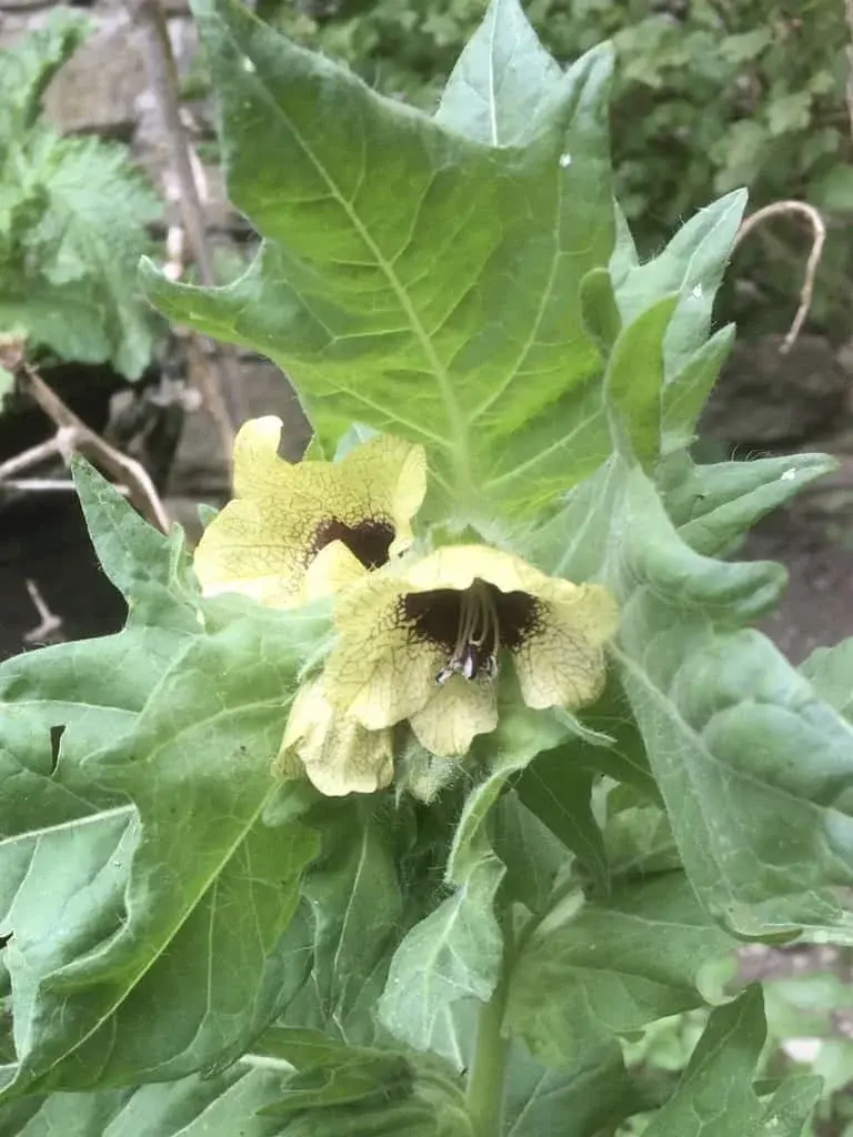 Henbane
