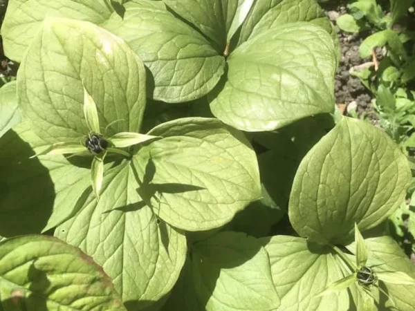 Herb Paris