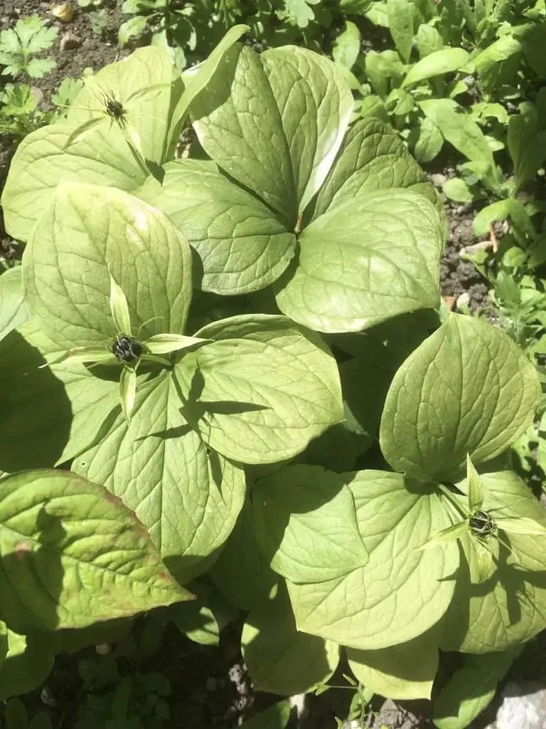Herb Paris