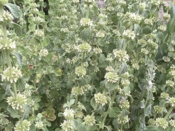 Horehound – White (Marrubium vulgare) & Horehound – Black