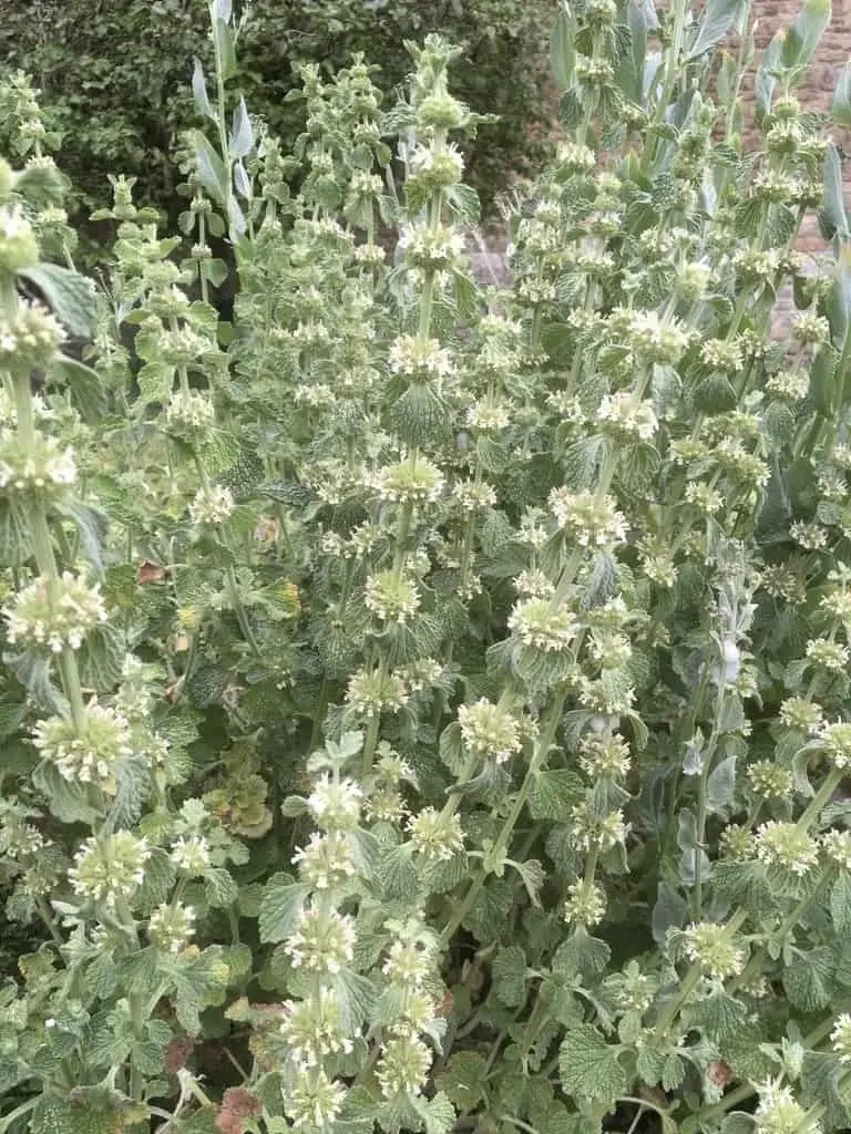 Horehound – White (Marrubium vulgare) & Horehound – Black